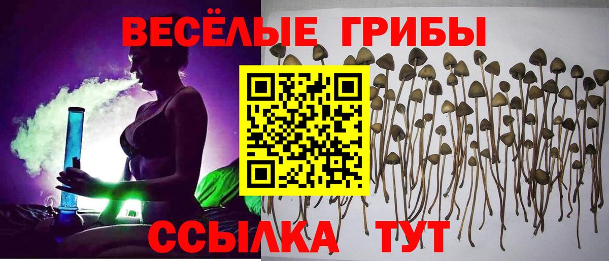 Галлюциногенные грибы GOLDEN TEACHER  Вход с VPN  Новозыбков 